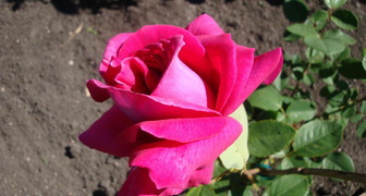 Роза Биг Перпл цветет до наступления заморозков
