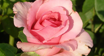 Роза чайно-гибридная сорта Фламинго нежно-розового цвета