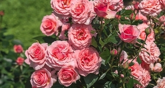 Роза флорибунда сорта Поэзия