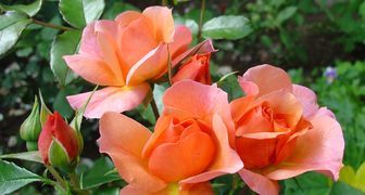 Розы флорибунда сорта Гэлакси