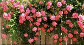 Роза плетистая украсит сад нежным цветением на протяжении всего лета