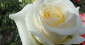 Чайная роза Шопен украсит любой сад