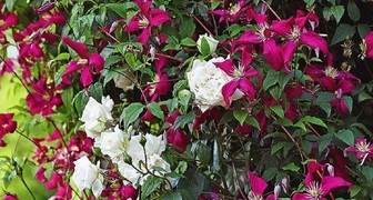 Розовые и красные клематисы хорошо сочетаются с белыми розами