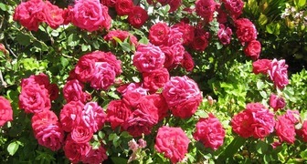 Пышное цветение роз после омолаживания