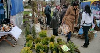 Саженцы хвойников на выставке в Воронеже