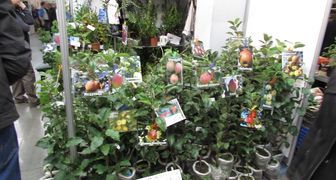 Саженцы плодово-ягодных культур на осенней выставке на ВДНХ