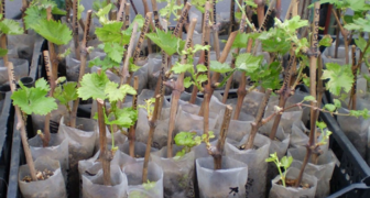 Качество саженцев винограда Аркадия влияет на развитие и урожайность растения