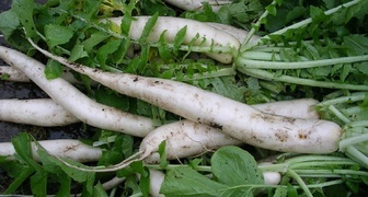 Sklizeň daikon pro skladování