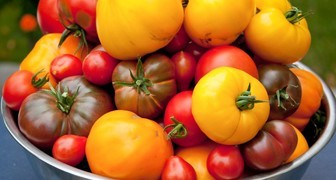 Сбор урожая томатов в теплице