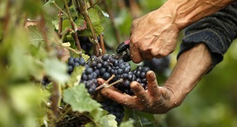 Сбор урожая винограда в сентябре