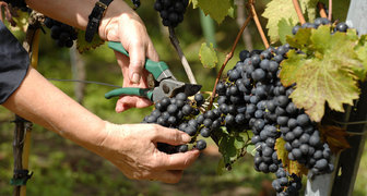 Сбор урожая винограда летом