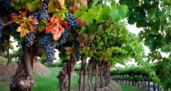 Сбор поздних сортов винограда в октябре