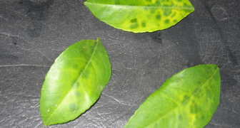 Сброшенные зеленые листья лимона