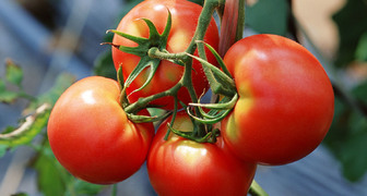 Секреты выращивания помидоров в открытом грунте