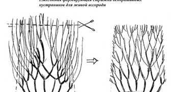 Схема формирующей ежегодной стрижки живой изгороди