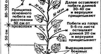 Схема формировки огурцов в один стебель