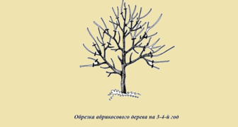 Схема обрезки абрикосового дерева на 3-4 год