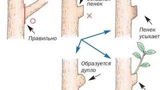 Схема обрезки деревьев: На кольцо 