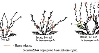 Схема обрезки винограда весной