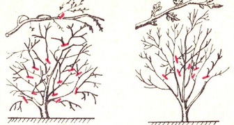 Схема обрезки кустовой и древовидной вишни осенью