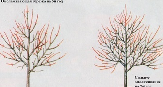 Схема омолаживающей обрезки абрикоса