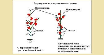 Схема пасынкования детерминантных помидоров