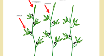 Схема пасынкования различных сортов томатов
