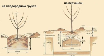 Схема посадки груши на разных типах грунтов