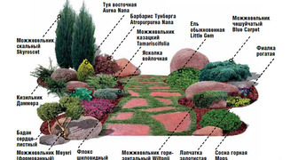 Схема посадки растений в рокарии