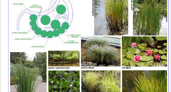 Примерная схема посадки водных растений в пруду
