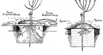 Схема посадочной ямы для яблони
