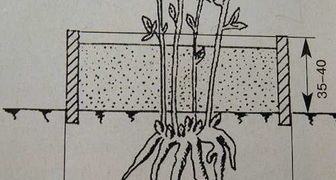 Схема размножения пиона вертикальными отводками