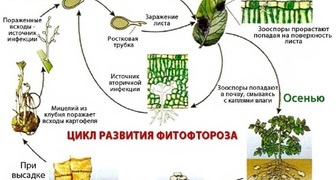 Цикл развития фитофтороза на картофеле