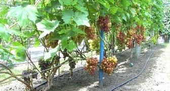 Шпалера удерживает на себе урожай винограда