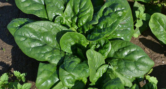 Шпинат - полезный овощ, богатый микроэлементами, белком и органическими кислотами