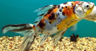 Шубункин - необычная и очень красивая рыбка