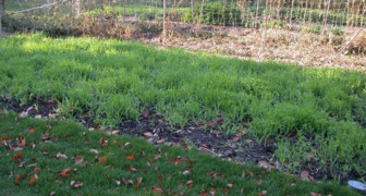 Засеянная сидератами почва отдыхает, а зелень идет под перекопку и является удобрением