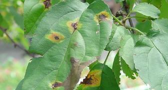 Симптомы и лечение парши вишни