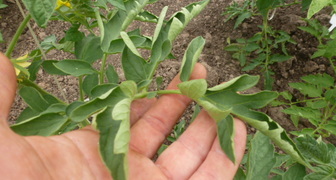skruchivajutsya-vyanut-listya-pomidor