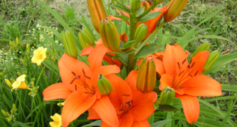 ЛА гибриды лилий наиболее популярны среди флористов благодаря великолепному аромату