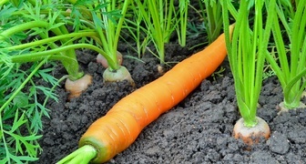 Собираем отличный урожай моркови в открытом грунте