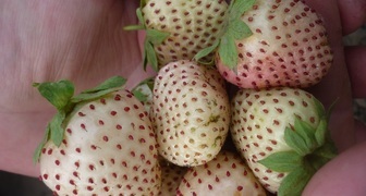 Сорт Белый швед - клубника с белыми сахарными ягодами