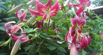 Variety Black Beauty - jeden z nejkrásnějších OT hybridů