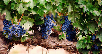 Сорт черного винограда - Изабелла