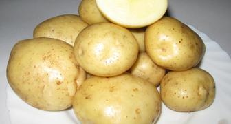 Сорт картофеля Невский редко болеет фитофторой