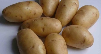 Сорт картошки Импала - ранний