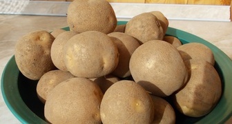 Сорт картошки Киви для Подмосковья