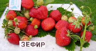 Jahodová odrůda Zephyr