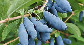 Сорт Синяя Птица дает плоды со вкусом и ароматом черники