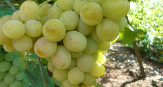 Сорт винограда Талисман или Кеша 1, фото